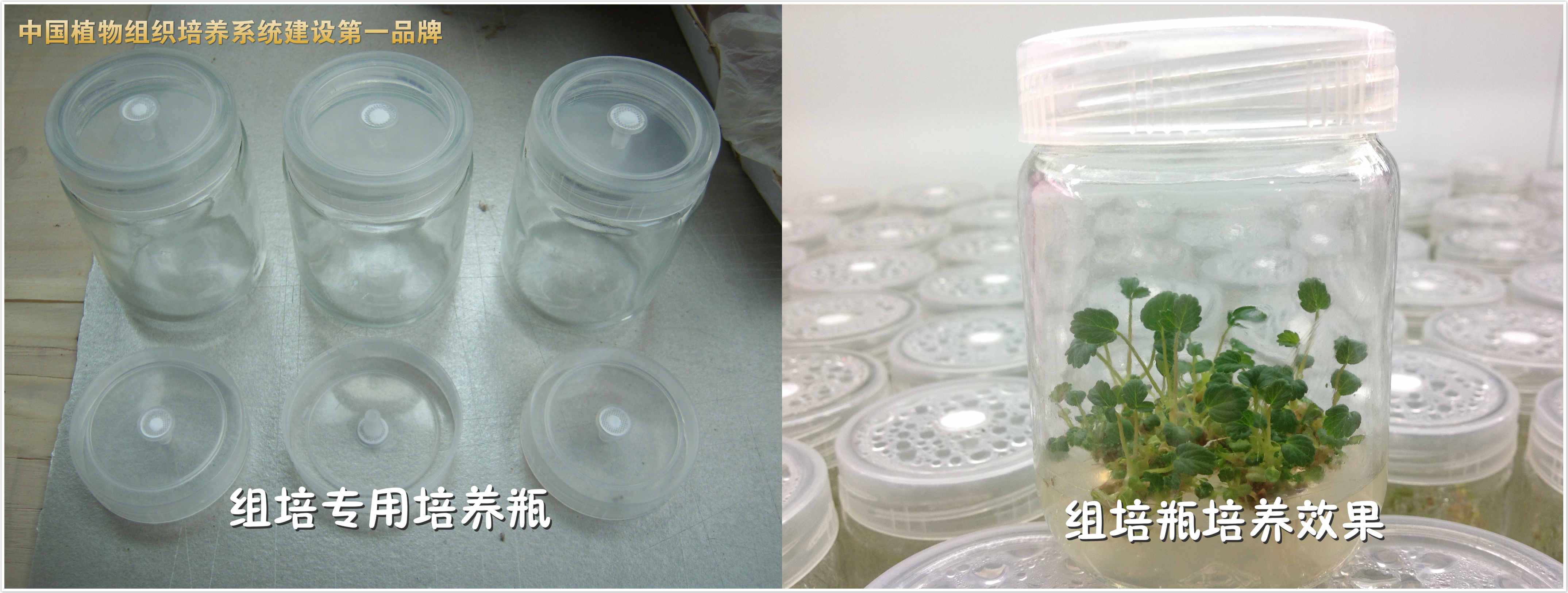 濟南亞龍生物科技有限公司 濟南亞龍生物科技有限公司