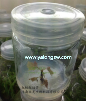 濟南亞龍生物科技有限公司 濟南亞龍生物科技有限公司