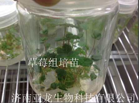 濟南亞龍生物科技有限公司 濟南亞龍生物科技有限公司