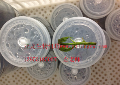 濟(jì)南亞龍生物科技有限公司 濟(jì)南亞龍生物科技有限公司