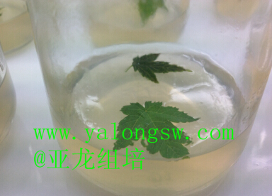 ��(j��)�ρ�������Ƽ����޹�˾