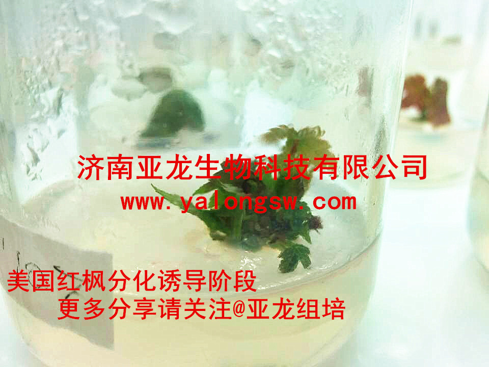 ���ρ�������