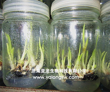 �㽶�M����