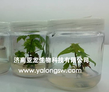 �����t���M����